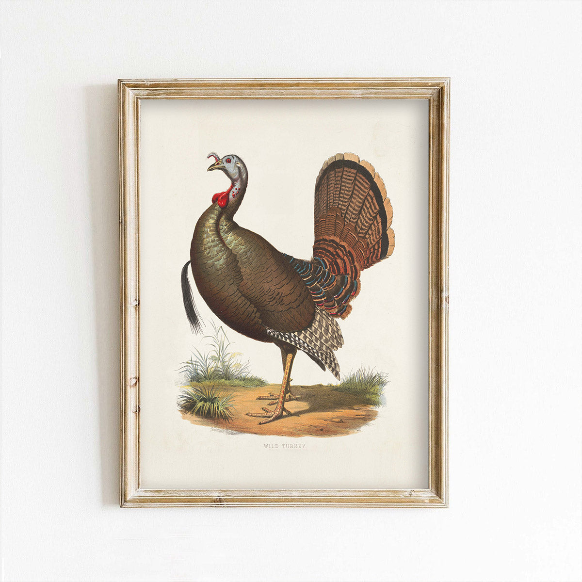 Vintage Turkey Portrait Thanksgiving Autumn Art Print – Paper House ...